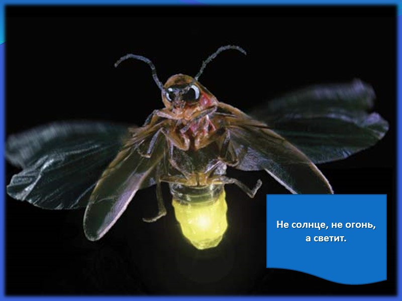 Не солнце, не огонь,  а светит.